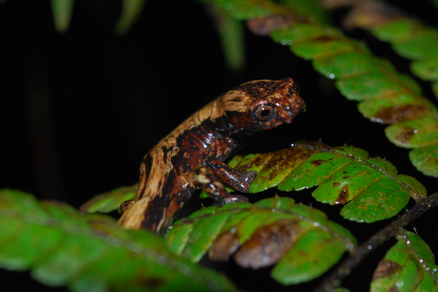 Salamandra muisca mide poco más de 5 cm del hocico a la cloaca. Foto: Yeny López-Perilla.
