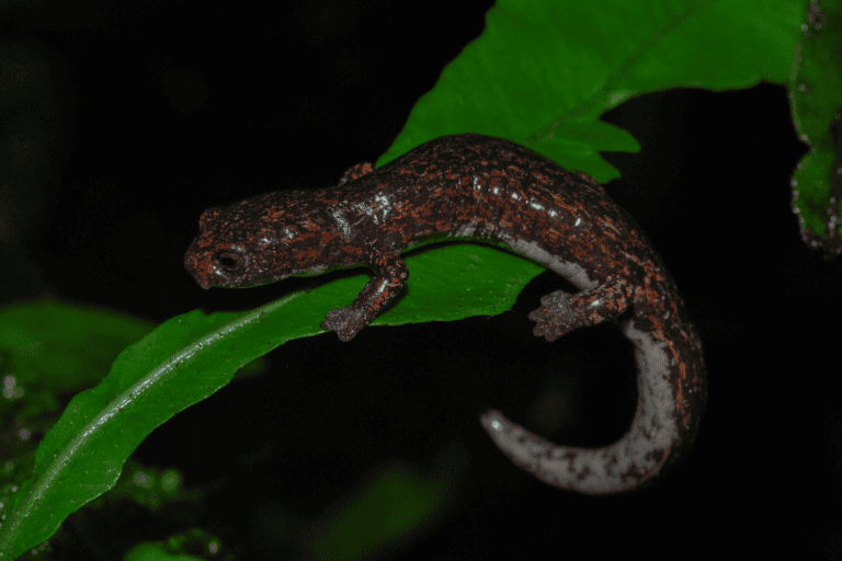 Nueva especie de salamandra en Colombia (Bolitoglossa muisca). Foto: Yeny López-Perilla.