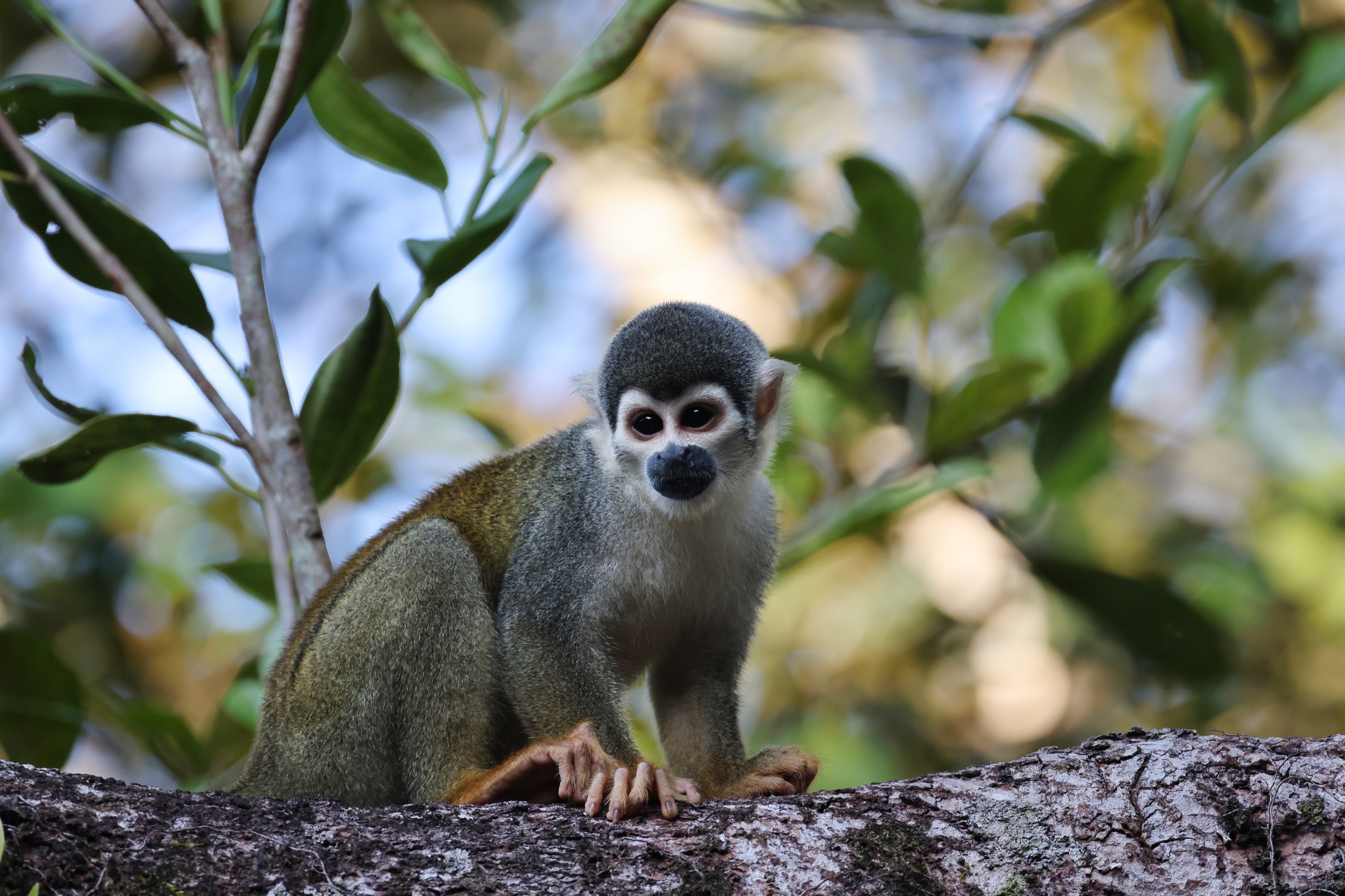 El mono ardilla se mueve entre los árboles en búsqueda de alimento. Foto: Rhett A. Butler.