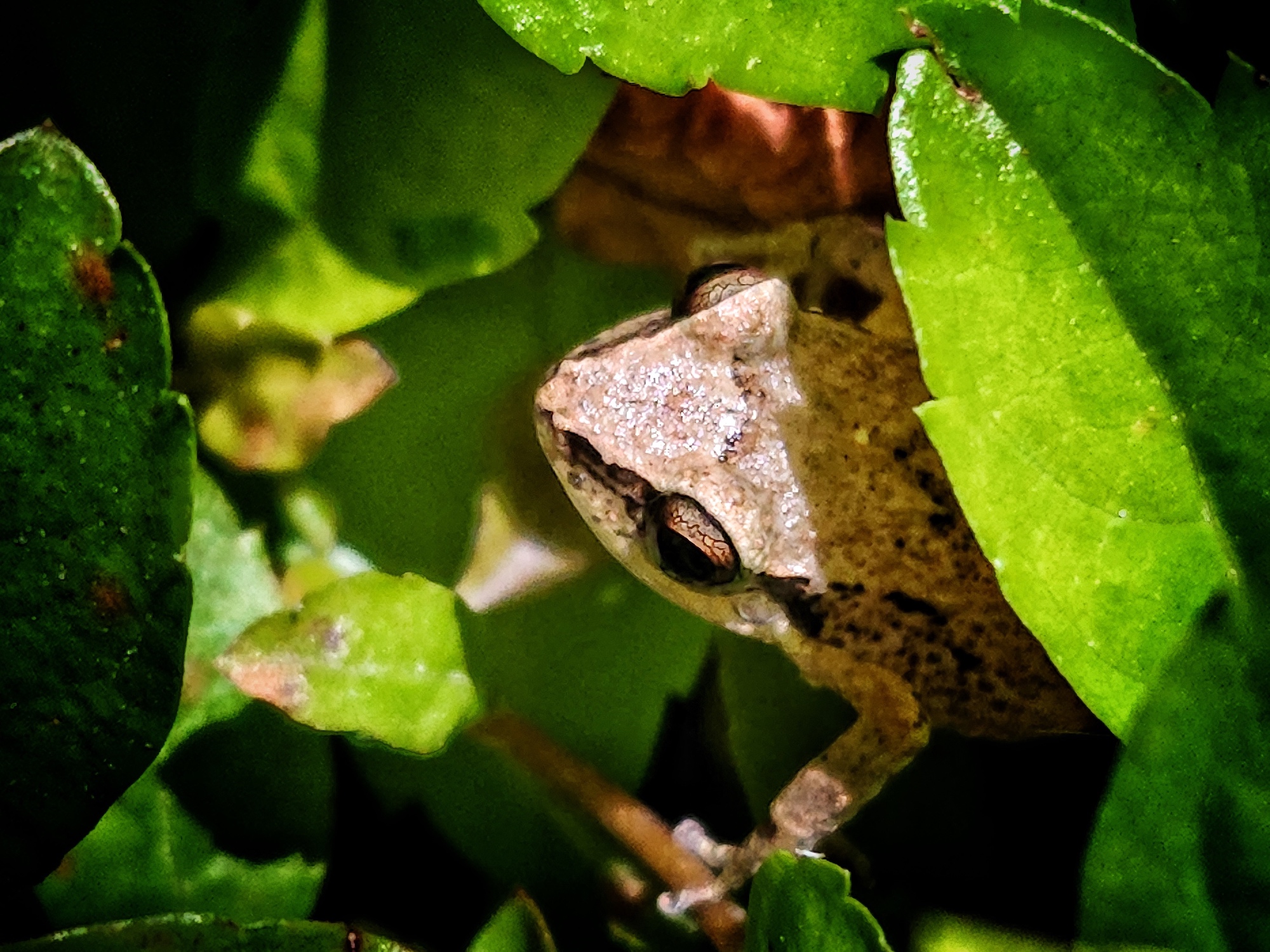 La rana coquí antillano mide entre entre 2,1 y 3,1 centímetros. Sus notas cortas y agudas se encuentran entre los 2 000 y los 3 500 Hertz. Foto: Santiago Saldarriaga. EL TIEMPO.