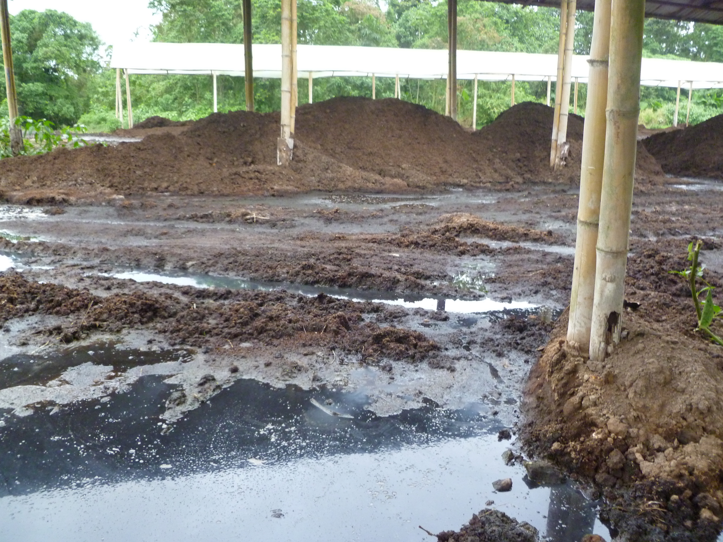 Residuos de la actividad porcícola. Foto: Xavier León.