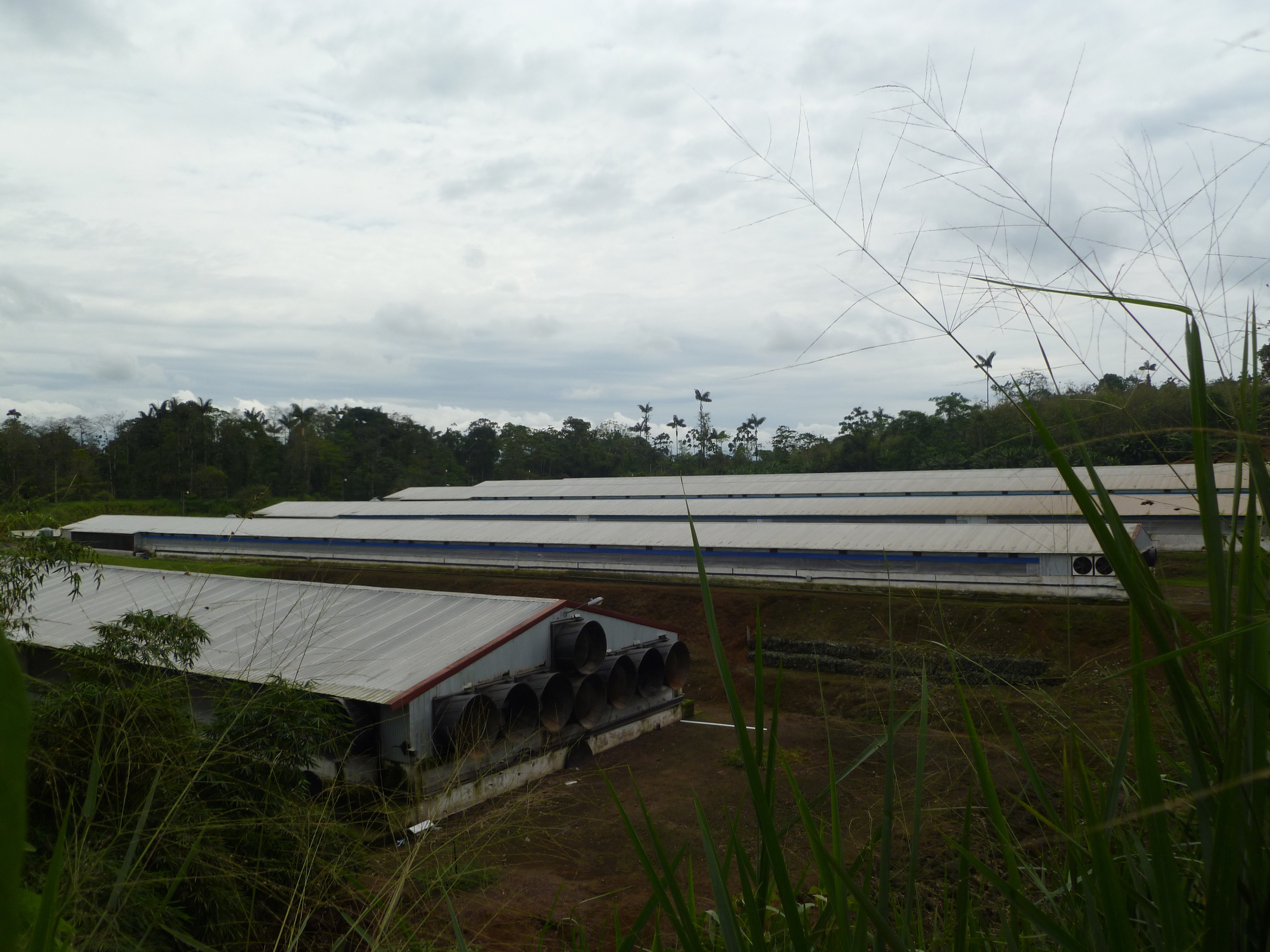 Una de las granjas de Pronaca en Santo Domingo de los Tsáchilas. Foto: Xavier León.