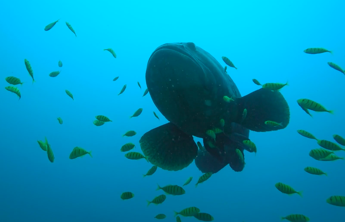 Vida marina en el golfo de Tribugá. Foto: Tomada del trailer del documental Expedición Tribugá.