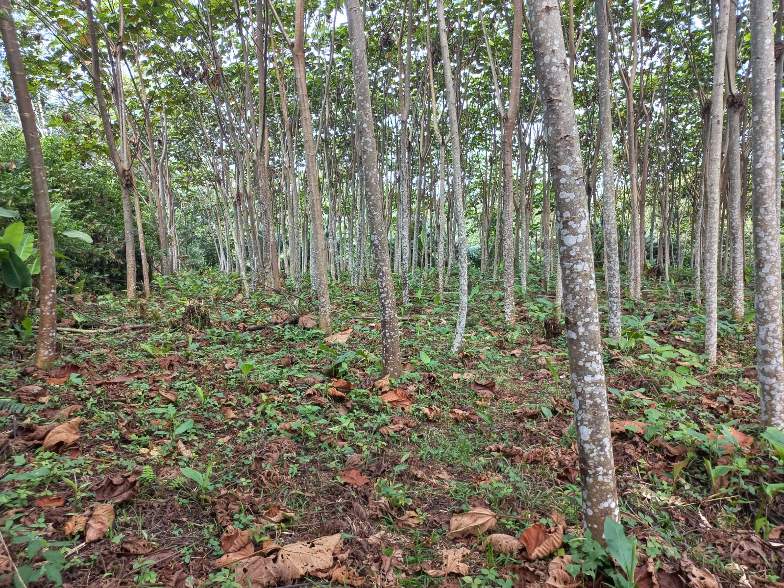 En la vía a Loreto, los comuneros se han volcado al cultivo de balsa, una especie de rápido crecimiento. Foto: Cortesía.