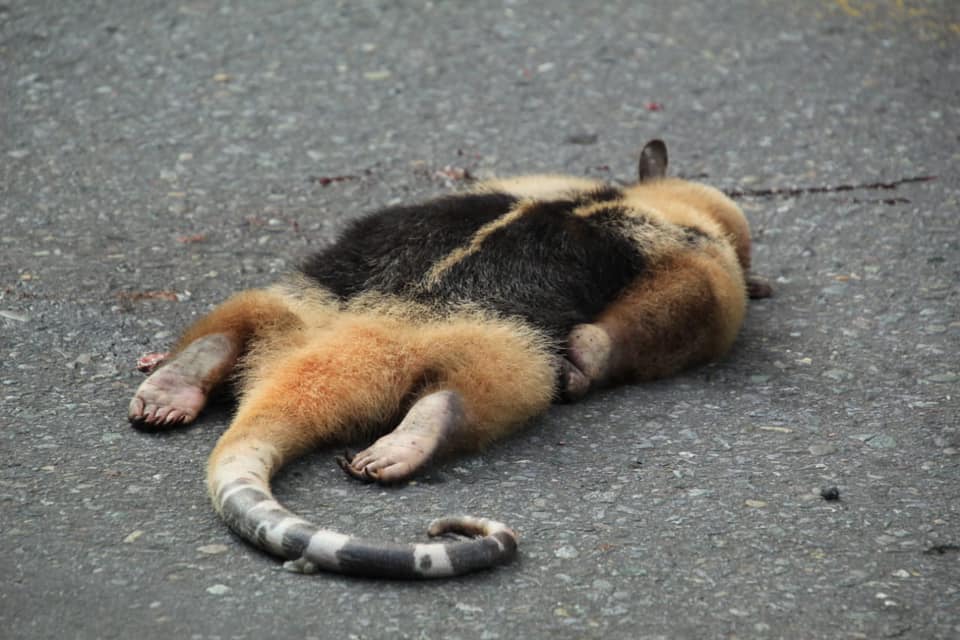 Hormiguero (Tamandua mexicana) atropellado. Foto: Fundación Madre Yumbo. REMFA.