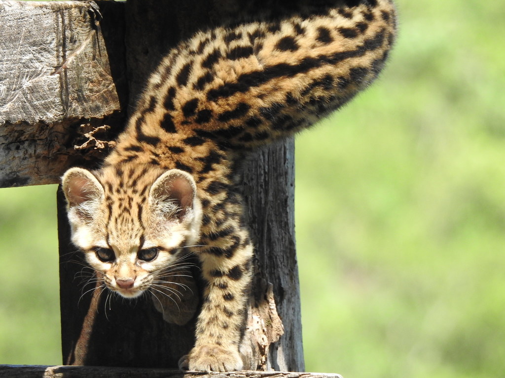 Hasta hace muy poco se creía que el tirica (Leopardus guttulus) era una subespecie del tigrillo (Leopardus tigrinus). Esto muestra lo difícil que es diferenciarlos y lo poco estudiados que están los pequeños félidos en Latinoamérica. Foto: © K. Musálem - iNaturalist.