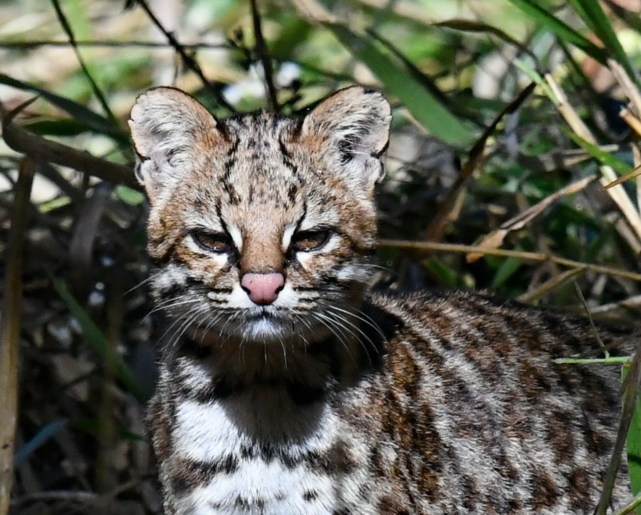 Hasta hace muy poco se creía que el tirica (Leopardus guttulus) era una subespecie del tigrillo (Leopardus tigrinus). Esto muestra lo difícil que es diferenciarlos y lo poco estudiados que están los pequeños félidos en Latinoamérica. Foto: © pimentavix - iNaturalist.