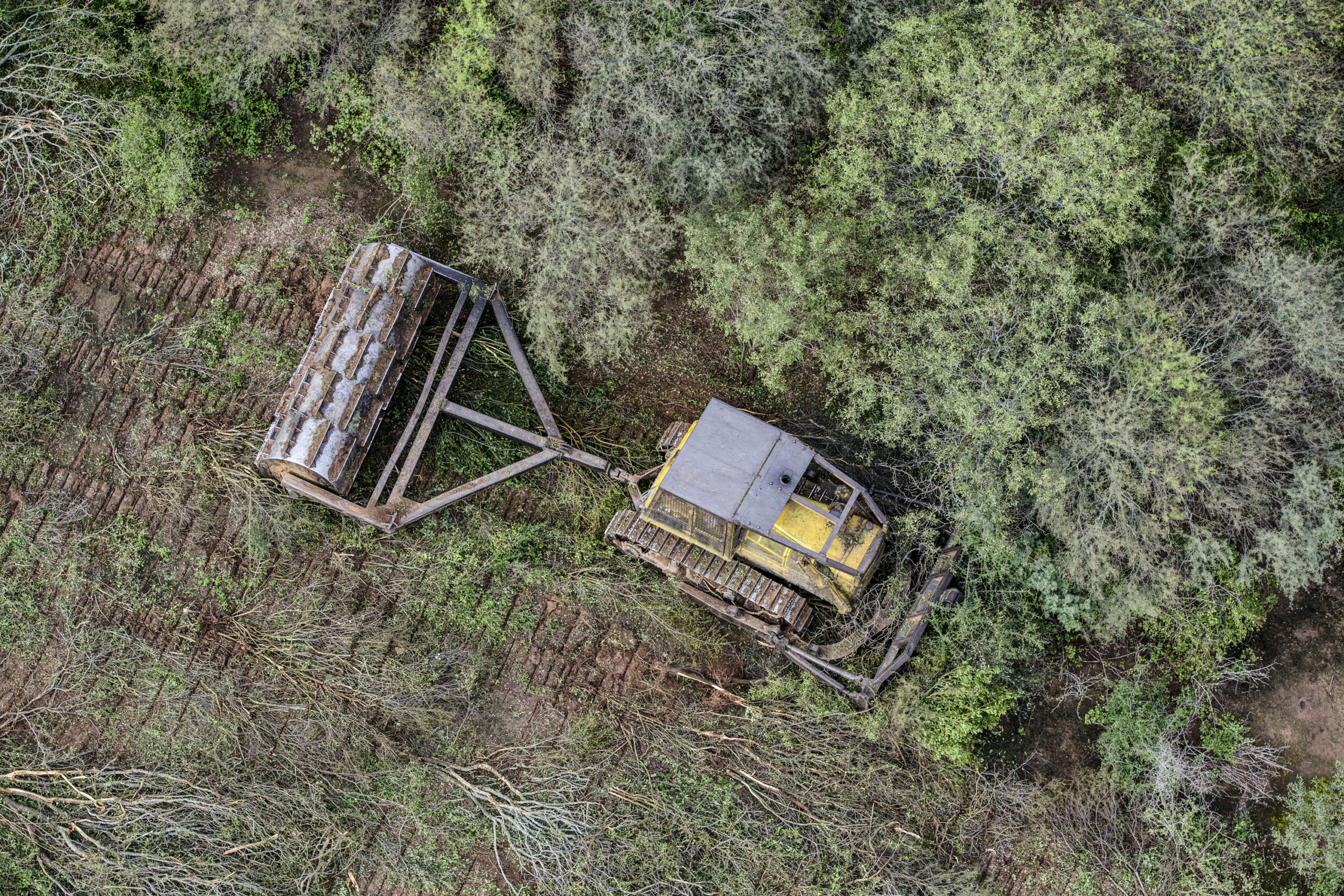 Greenpeace detectó que en lo que va del 2023, en el norte del país se deforestaron 51.600 hectáreas, un 25% más que en el mismo período de 2022 (41.332 hectáreas). La situación más grave se da en Chaco y Santiago del Estero, donde la mayoría de los desmontes son ilegales. Foto: Greenpeace Argentina.