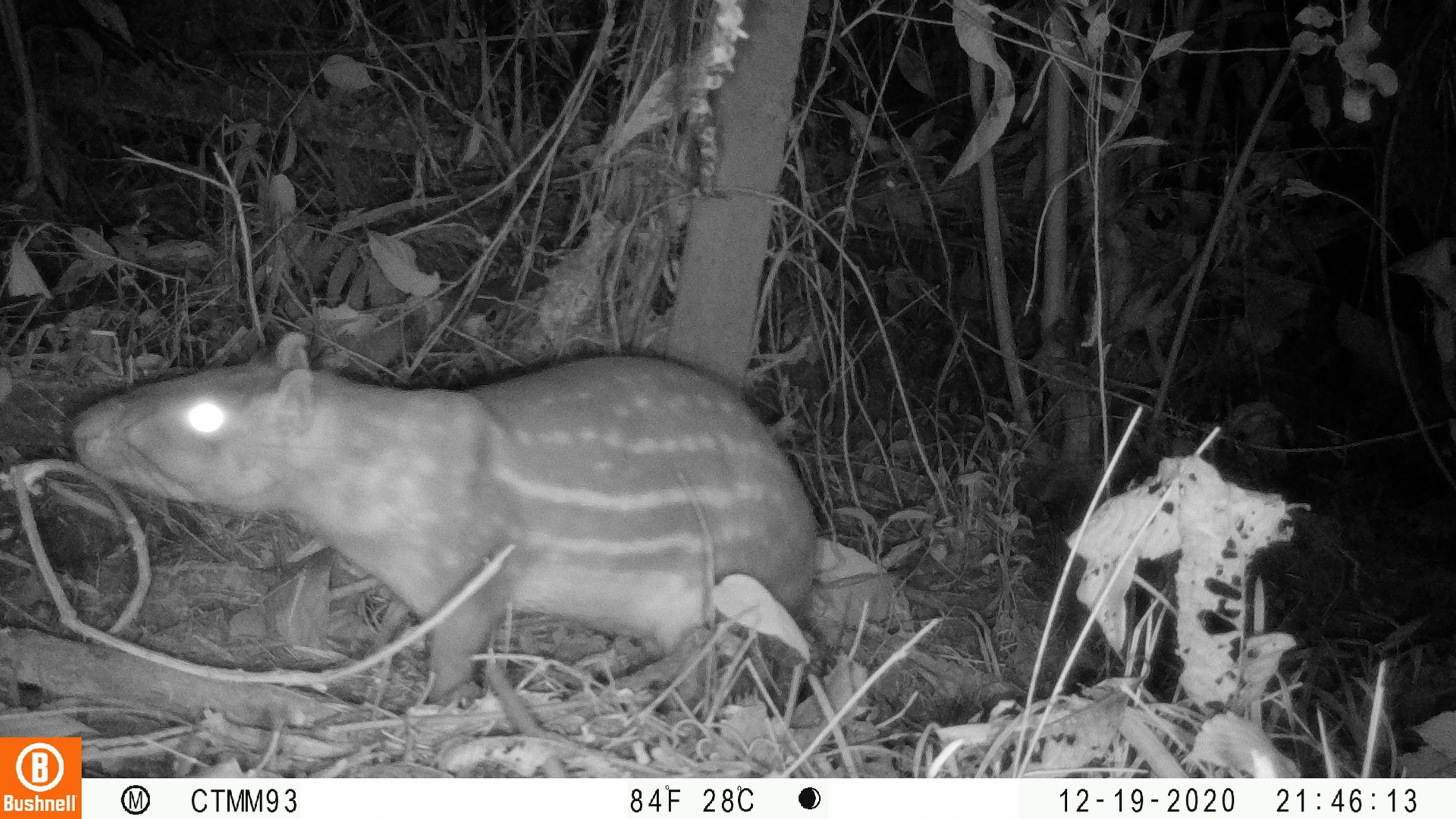 Algunos de los mamíferos que han cambiado su comportamiento son el oso hormiguero amazónico, la paca o lapa y la zarigüeya común, así como las aves tinamú chico, pájaro péndulo y bujío. Crédito: Instituto Humboldt.