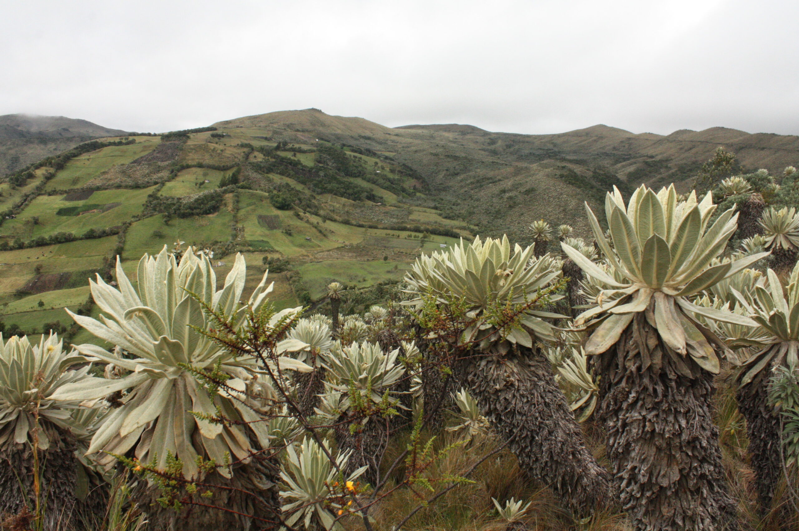 Bonos de carbono Colombia