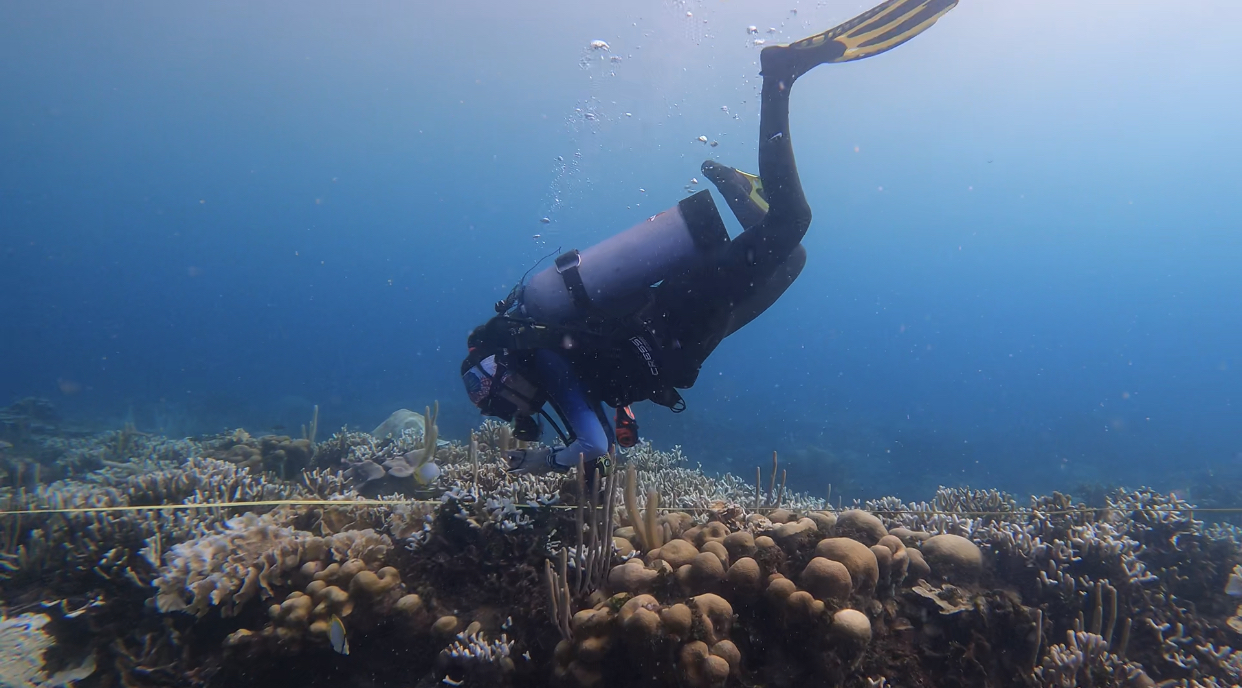 El 40,4 % de las colonias de coral en Varadero presentan signos de blanqueamiento y la mayoría de ellas están blanqueadas en un 66,8 %. Foto: Corales de Paz.
