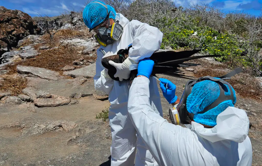 Aves marinas en galápagos. Foto: Parque Nacional Galápagos.