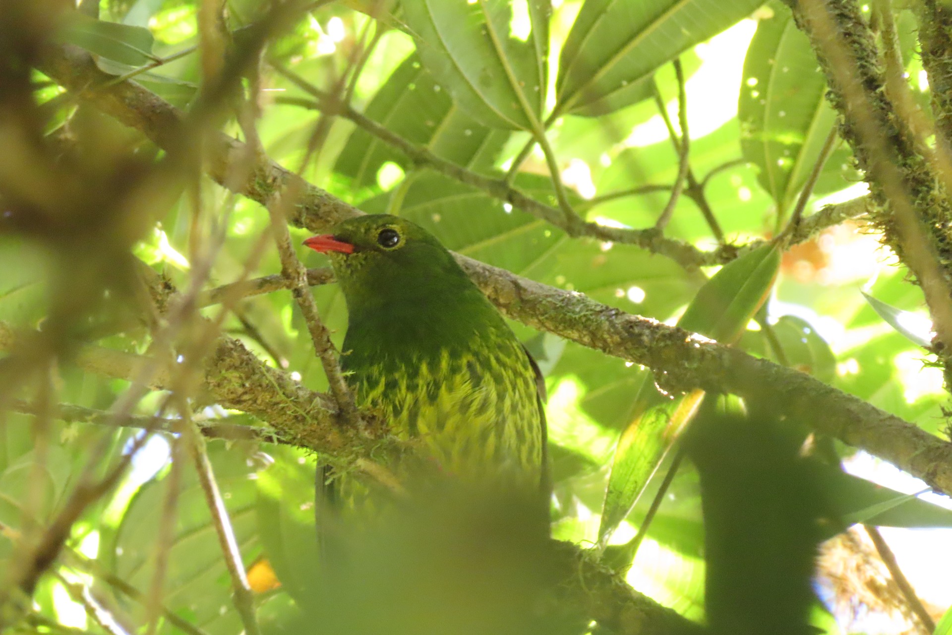 Pipreola riefferii (hembra): Registrada en muestreo de aves. Crédito: Archivo fotográfico de la Reserva La Planada.