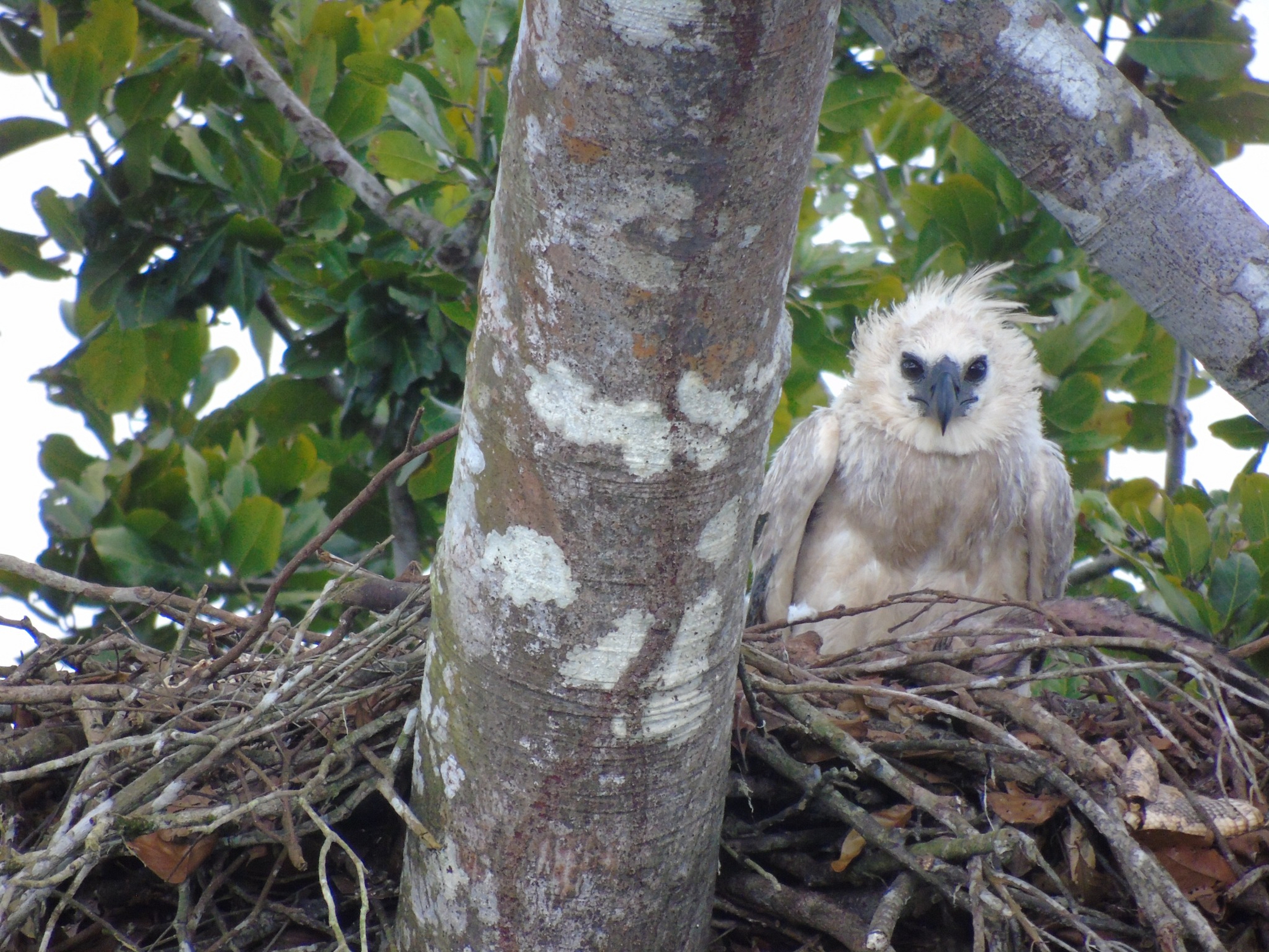 Polluelo de águila harpía en su nido. Foto: Alexander Blanco.