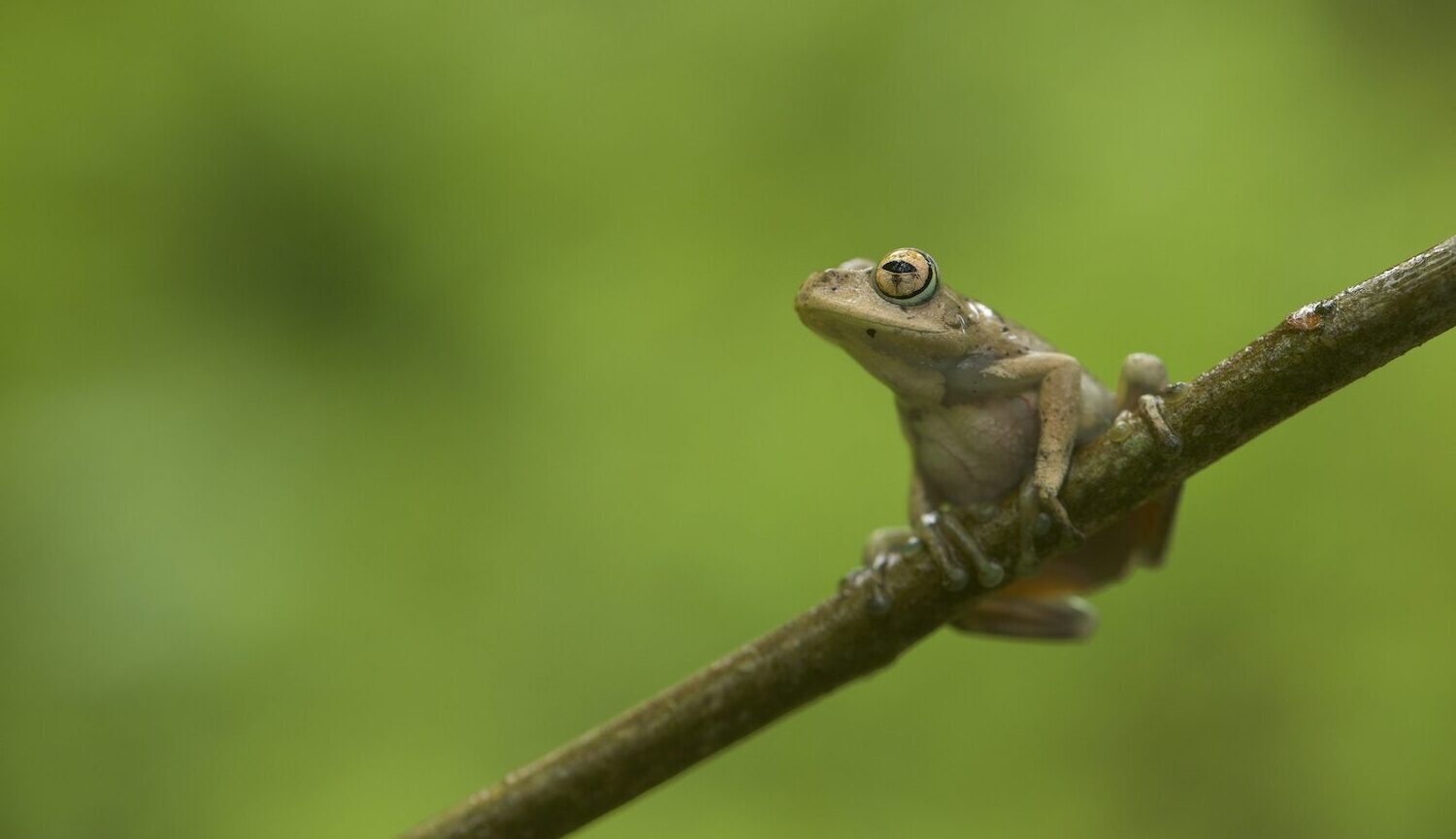 Hyperolius substriatus, una rana nativa de Kenia y Tanzania, cortesía de Tim Davenport/Re:wild.