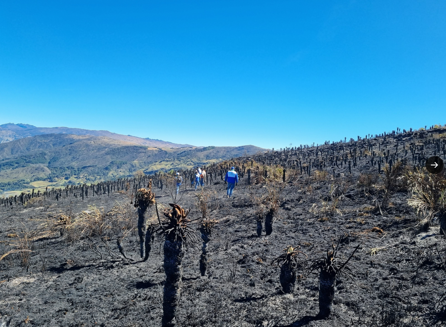 Más de 40 hectáreas de frailejones quemadas en el páramo de Berlín. Foto: Corporación para la Defensa de la Meseta de Bucaramanga.