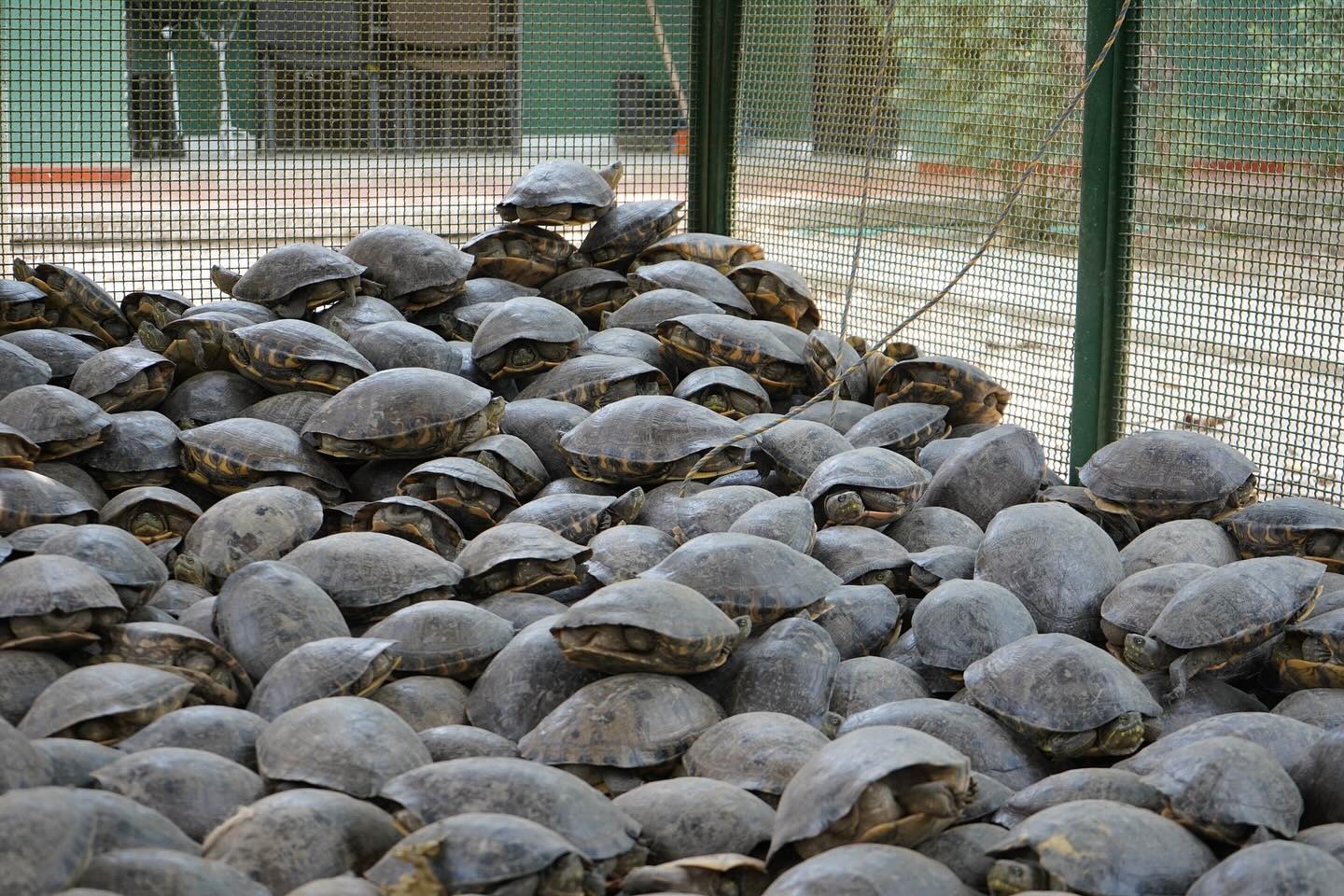 Alberto Muñoz, veterinario y coordinador de la CVS, advierte que el consumo de estos animales también podría representar un riesgo para la salud humana. Dado que son carroñeras, existe la posibilidad de que alberguen patógenos que podrían afectar a las personas. Foto: CVS.