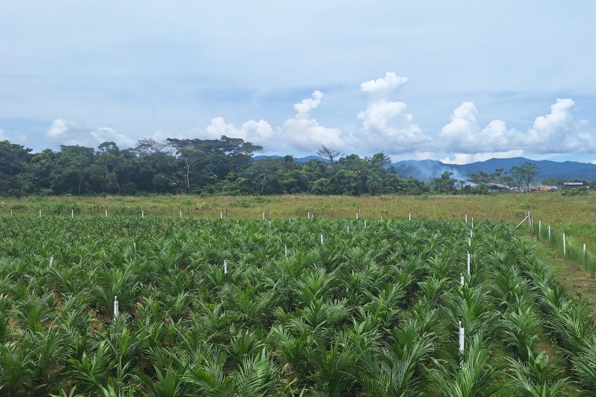 Vivero de palma de aceite en la comunidad de Nueva Esperanza, Amazonía boliviana.. Foto: William Ojopi-La Brava.