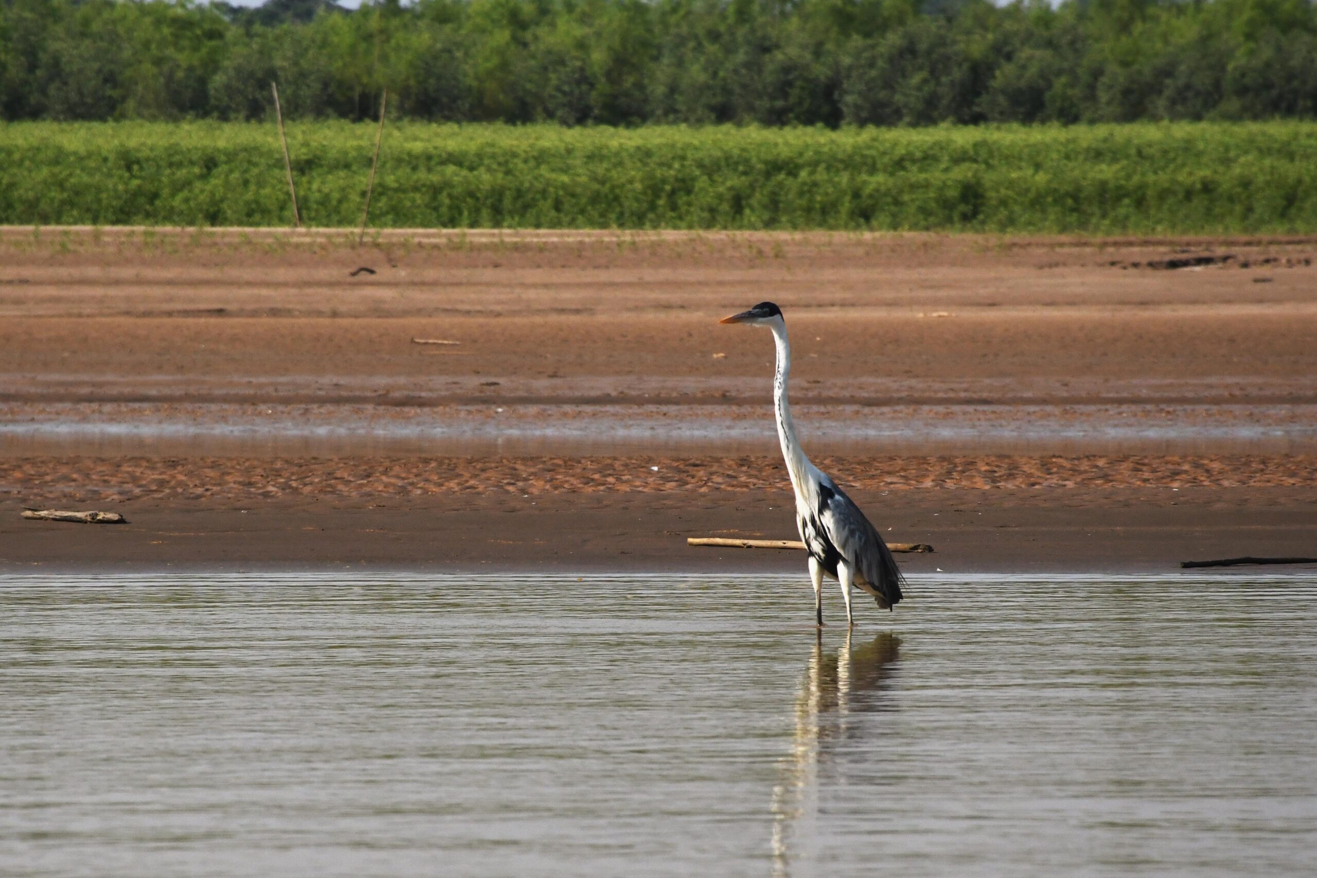 La Amazonía boliviana alberga una variedad de fauna. Foto: Luis Salazar.