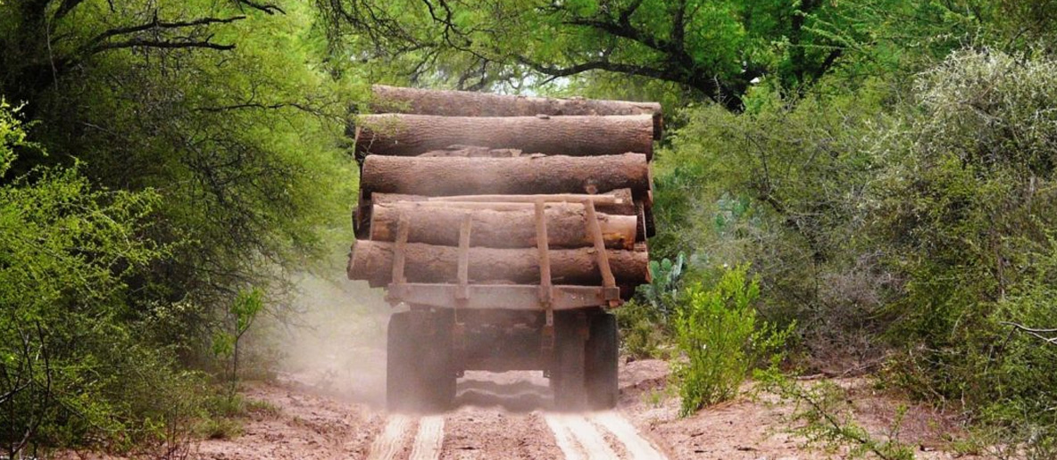 Troncos-en-Chaco-Foto-Qi-Argentina