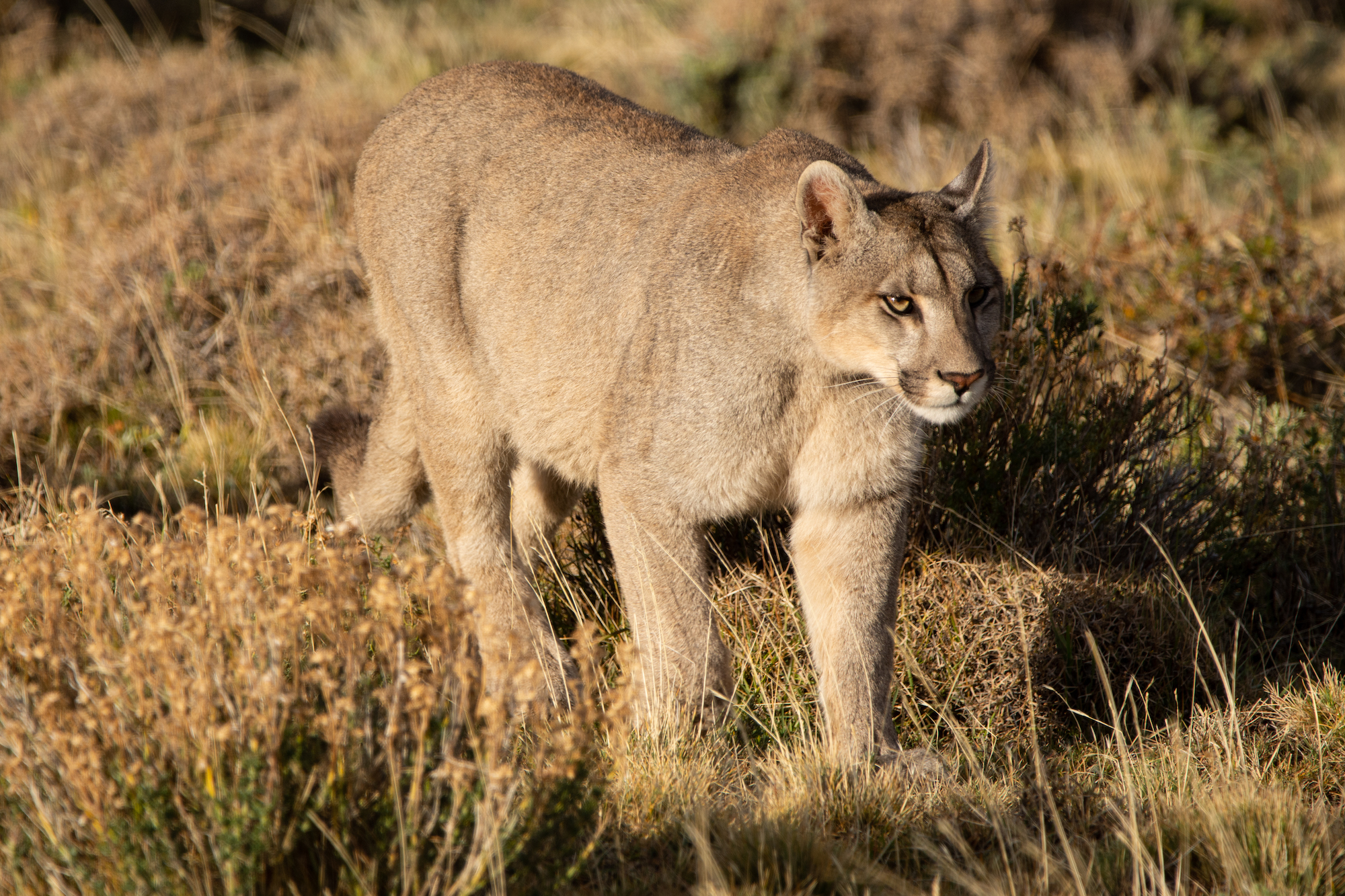 Un ejemplar de Puma concolor avanza entre los riscos de un área de la Patagonia. Especie oportunista y con gran capacidad de adaptación, su progresiva expansión hacia el norte ya ha sido documentada en varias provincias del centro de Argentina. Foto: Franco Bucci/Rewilding Argentina.