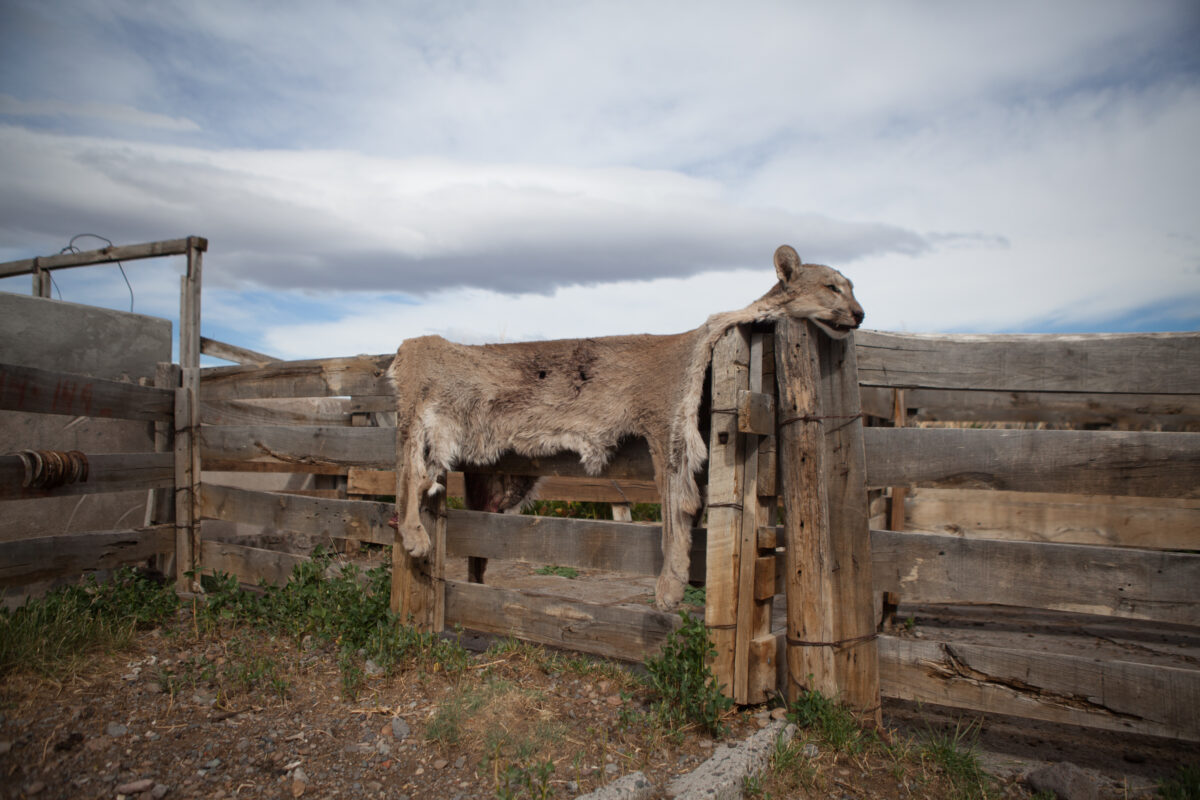 La piel desollada de un puma aparece colgada de un portal de madera en un campo de Santa Cruz. El control letal de la especie es un rasgo cultural muy arraigado en ese territorio. Foto: Gonzalo Pardo.