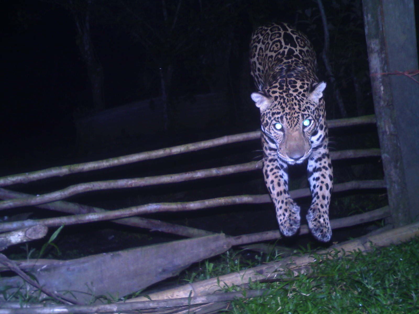 Jaguar capturado por una cámara trampa en una finca con problemas de depredación en el Área de Conservación La Amistad-Caribe 2014. Foto: Cortesía Panthera Costa Rica.