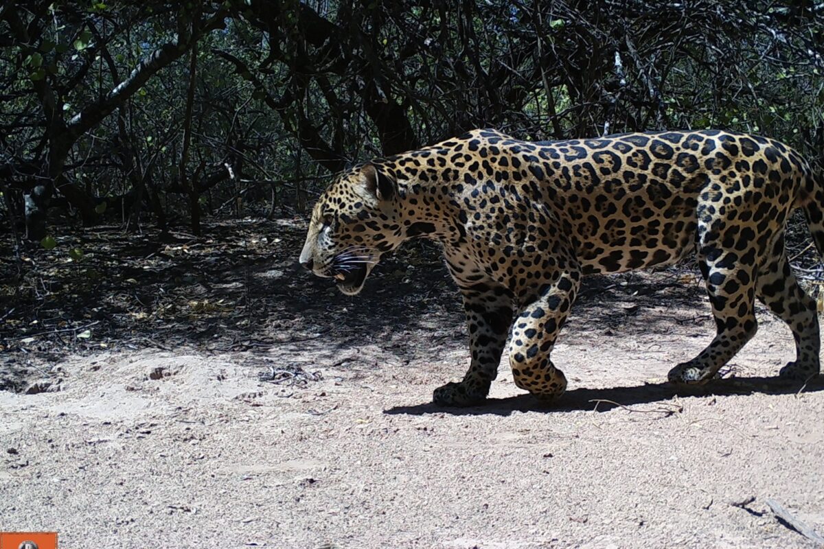 Tañhi Wuk, "dueño del monte" en idioma wichí, es el nombre elegido para el ejemplar que esta cámara trampa registró en la Reserva Natural Formosa, área dirigida por la Administración de Parques Nacionales en el oeste de la provincia. Foto: Proyecto Yaguareté (CeIBA-Conicet).