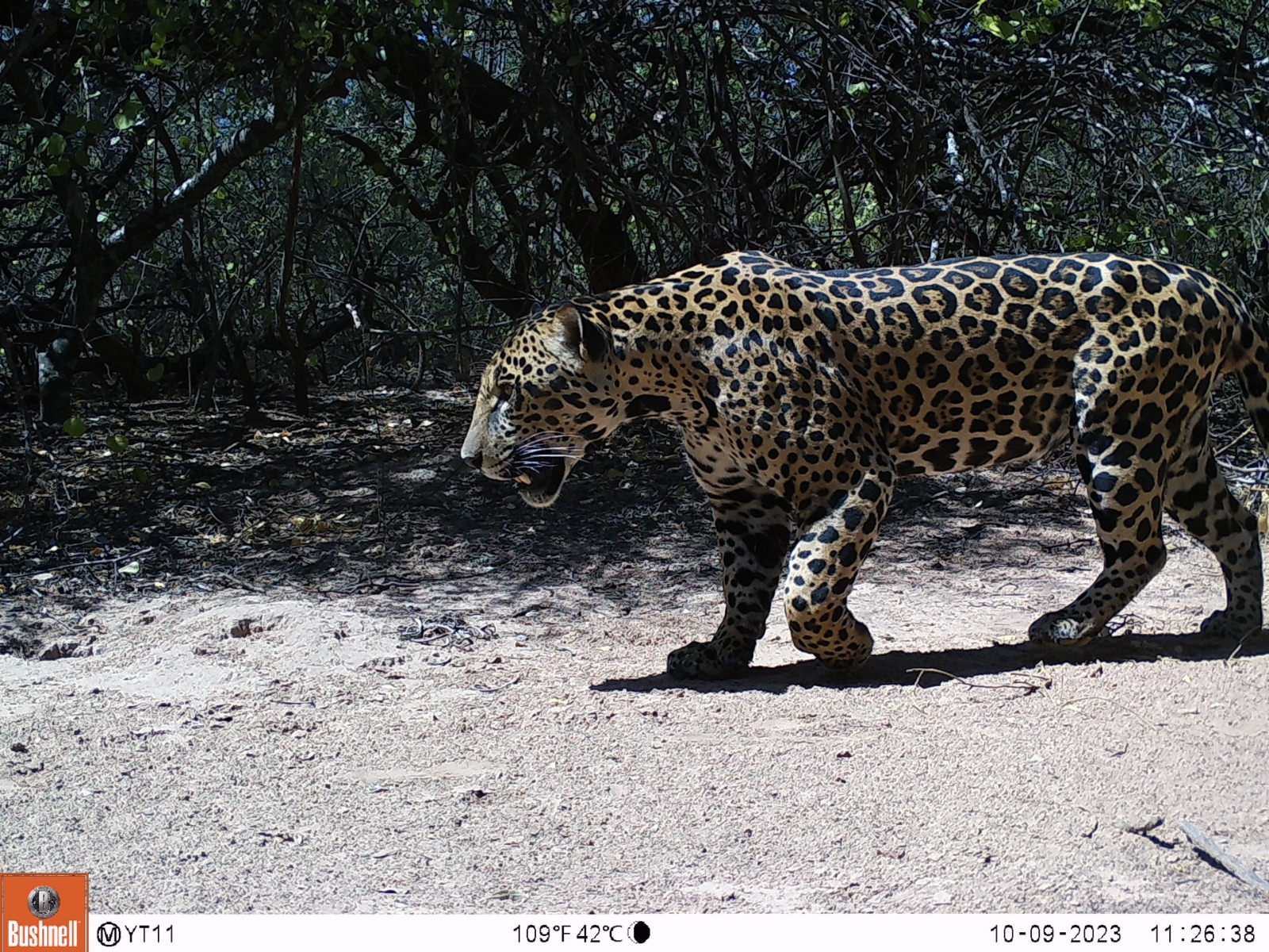 Tañhi Wuk, "dueño del monte" en idioma wichí, es el nombre elegido para el ejemplar que esta cámara trampa registró en la Reserva Natural Formosa, área dirigida por la Administración de Parques Nacionales en el oeste de la provincia. Foto: Proyecto Yaguareté (CeIBA-Conicet).