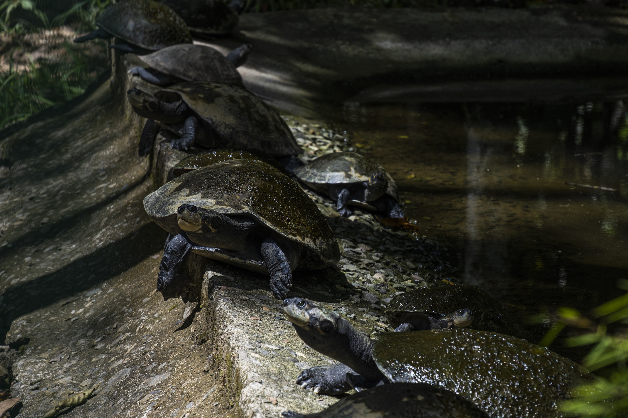Tortugas charapa rescatadas de la tenencia y el tráfico ilegal de especies habitan en el Zoológico Municipal de Coca, en la provincia de Orellana. Foto: Josué Araujo.