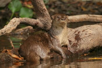 Nutria neotropical (Lontra longicaudis enudris). Imagen tomada en Mato Grosso, Brasil. Foto: Carlos Sánchez - iNaturalist.