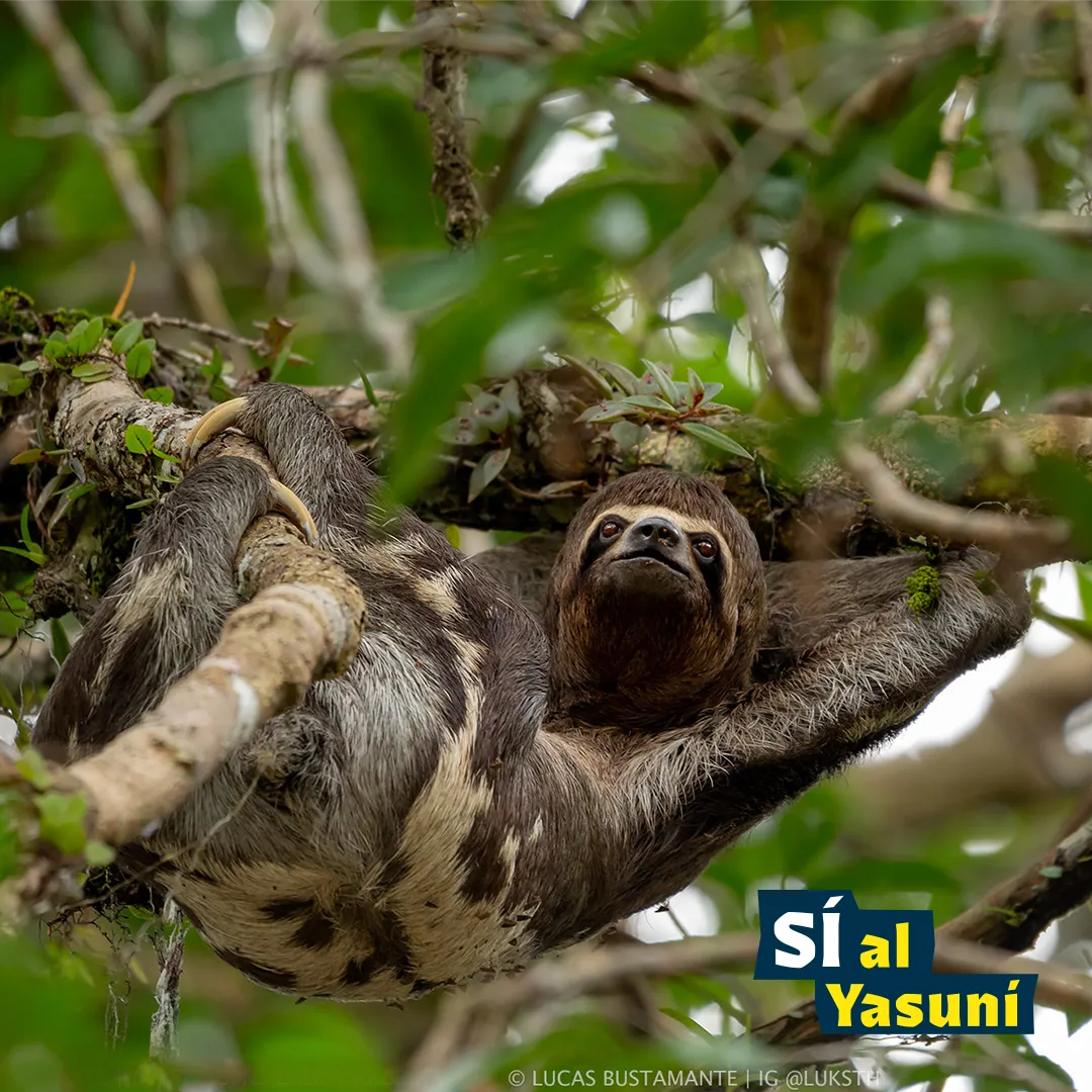 Biodiversidad del Parque Nacional Yasuní. Foto: Lucas Bustamante -IG: @luksth / Campaña Sí al Yasuní.