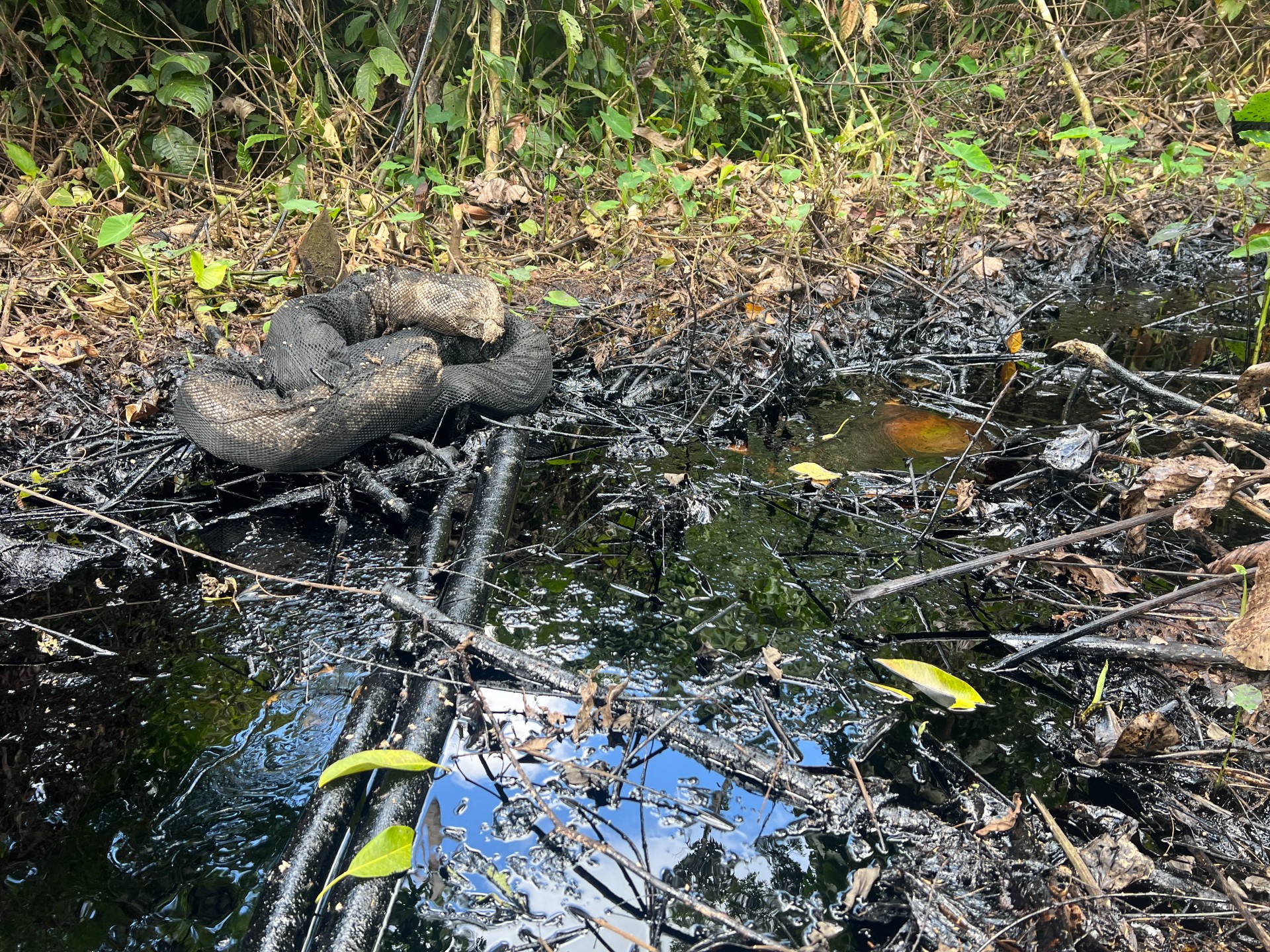 Múltiples derrames petroleros afectaron la provincia de Orellana de mayo a agosto de 2024. Foto: Amazon Frontlines.