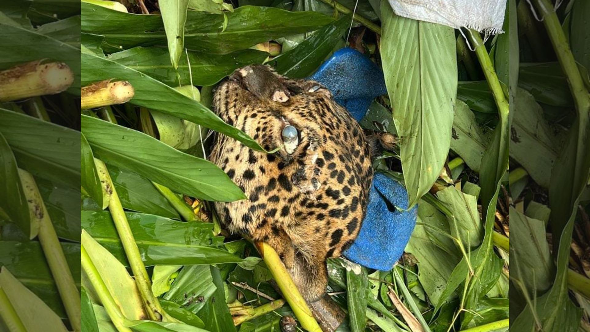 La cabeza del jaguar que se encontró en inmediaciones del campamento de la empresa china Synohydro. El cráneo no tenía los colmillos. Foto: Gobernación de Cochabamba.