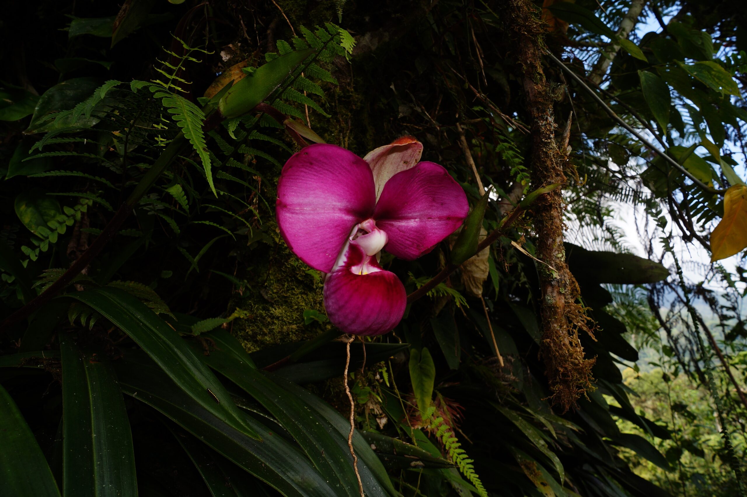 Orquídea Phragmipedium kovachii. Foto: Bosque de Protección Alto Mayo