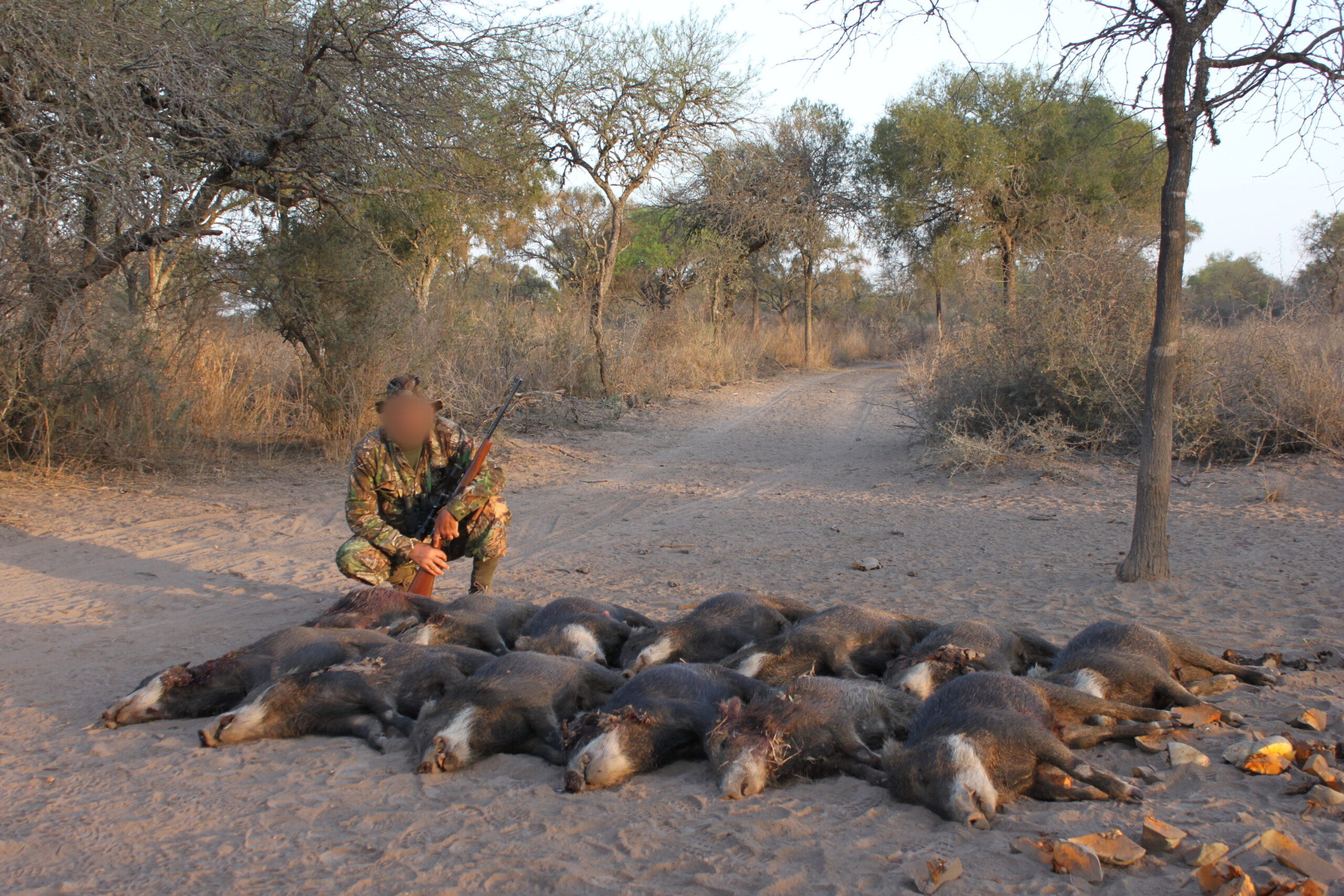 Un cazador posa en cuclillas con un arma y junto a 13 cuerpos de pecaríes labiados.