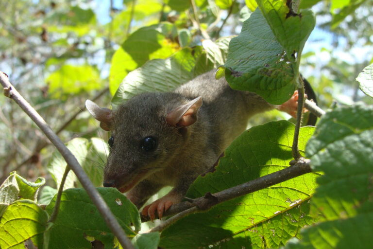 Monodelphis domestica, un marsupial encontrado en Iguatu, en el estado de Ceará, Brasil. Foto: Dra. Ludmilla da Costa-Pinto.