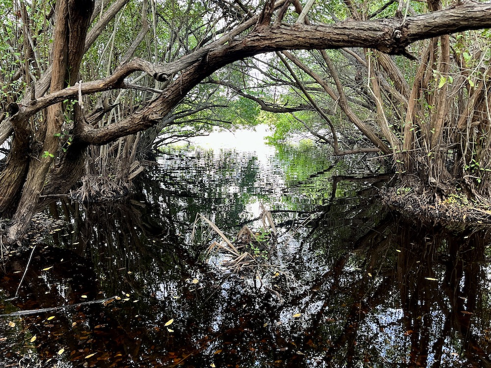 Estudio revela secretos de la evolución de árboles Weinmannia – Mongabay