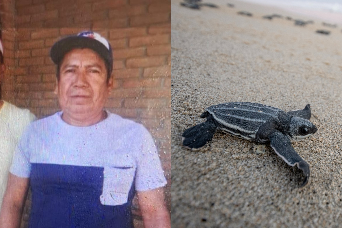 A la izquierda imagen de Cristino Castro, defensor del territorio y ambiente. A la derecha tortuga marina en camino hacia el mar