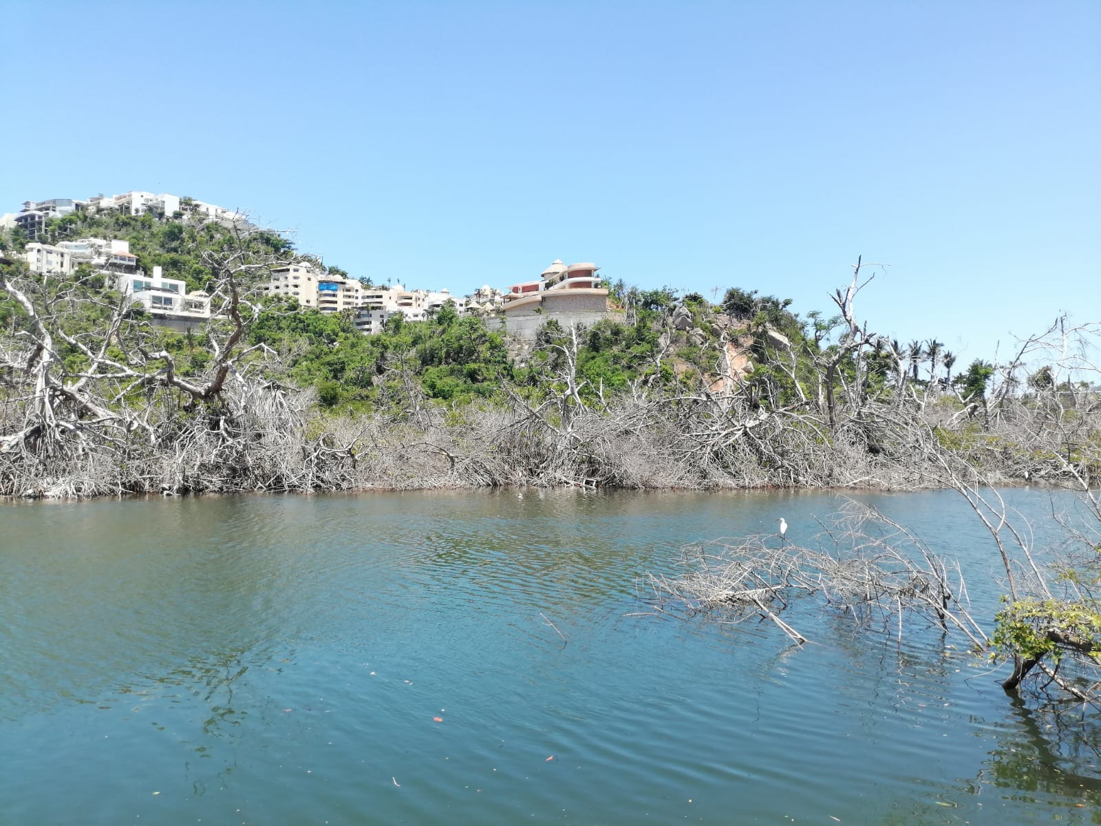 Manglares de la Laguna Negra de Puerto Marqués, Acapulco, Guerrero con edificios y casas de fondo