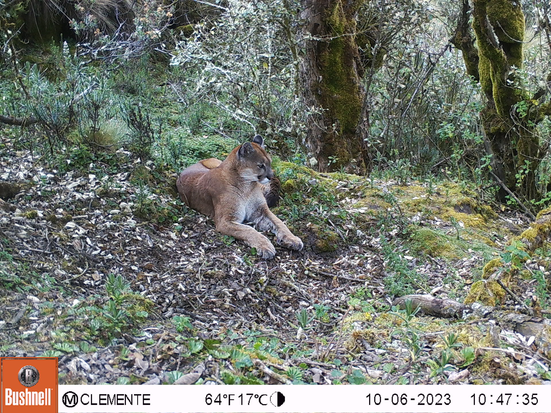 Un puma acostado entre la vegetación de la alta montaña.