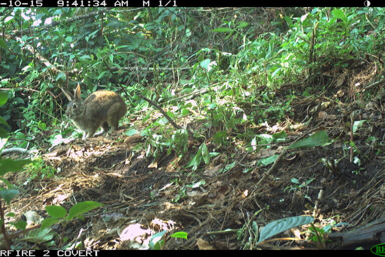 Videos captan al conejo de Omiltemi, especie que se creía extinta desde hace 120 años en México
