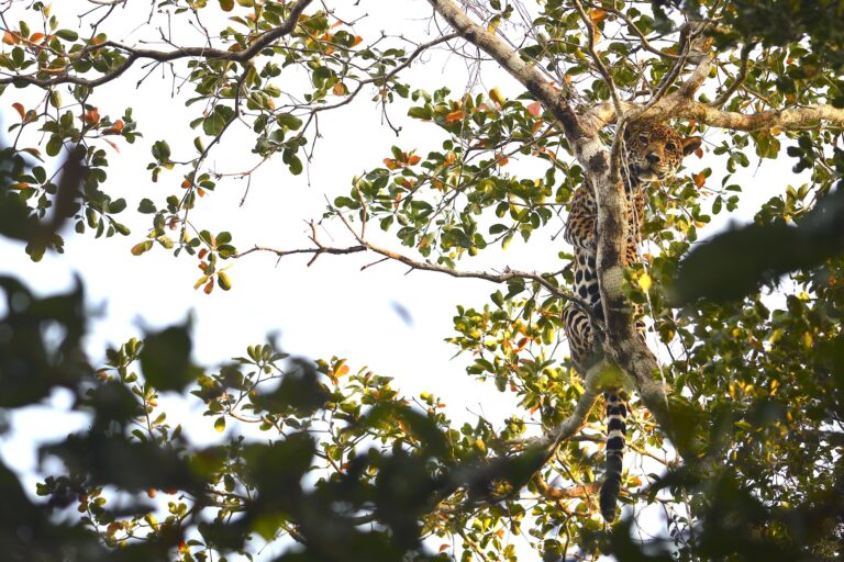 Jaguar sobre árboles