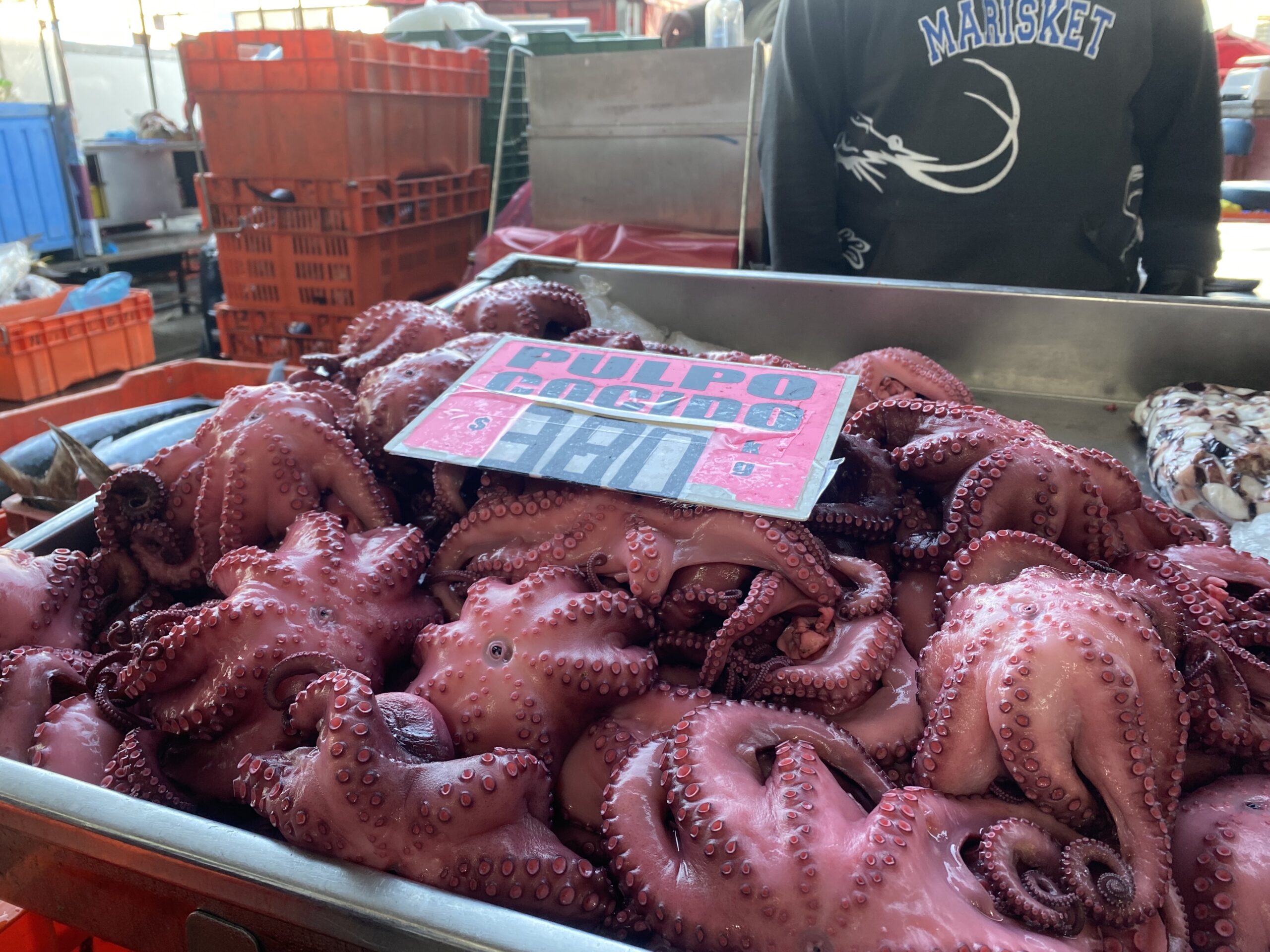 Ejemplares de pulpo maya en venta