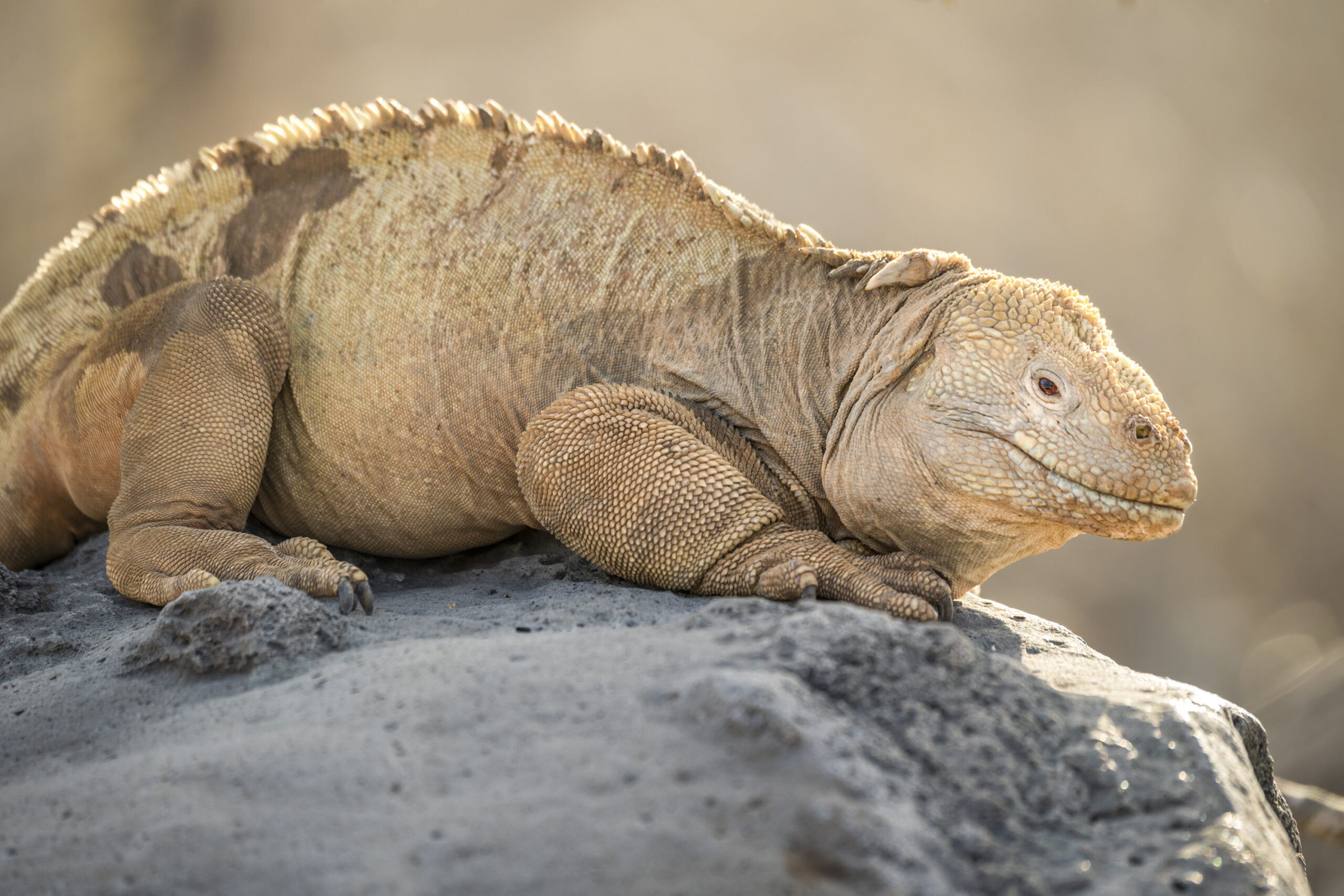 Una iguana terrestre de Santa Fe, Galápagos, captada sobre una piedra.