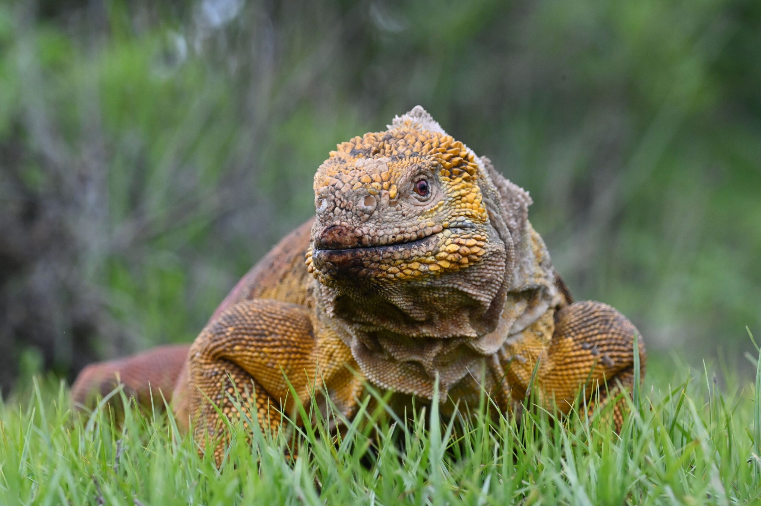 Una iguana terrestre de galápagos con tonalidades amarillas en la parte frontal de su cuerpo y tonalidades rosadas en la parte posterior.