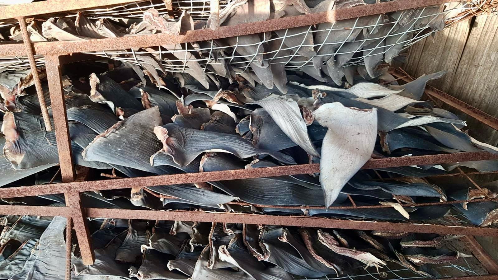 repisas de secado de aletas de tiburón amontonadas con las aletas encima.
