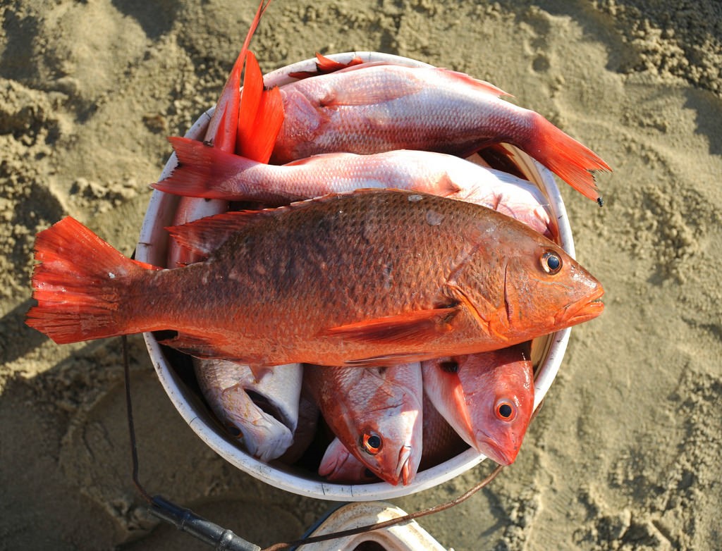 Especies de pargo rojo o huachinango en una cubeta