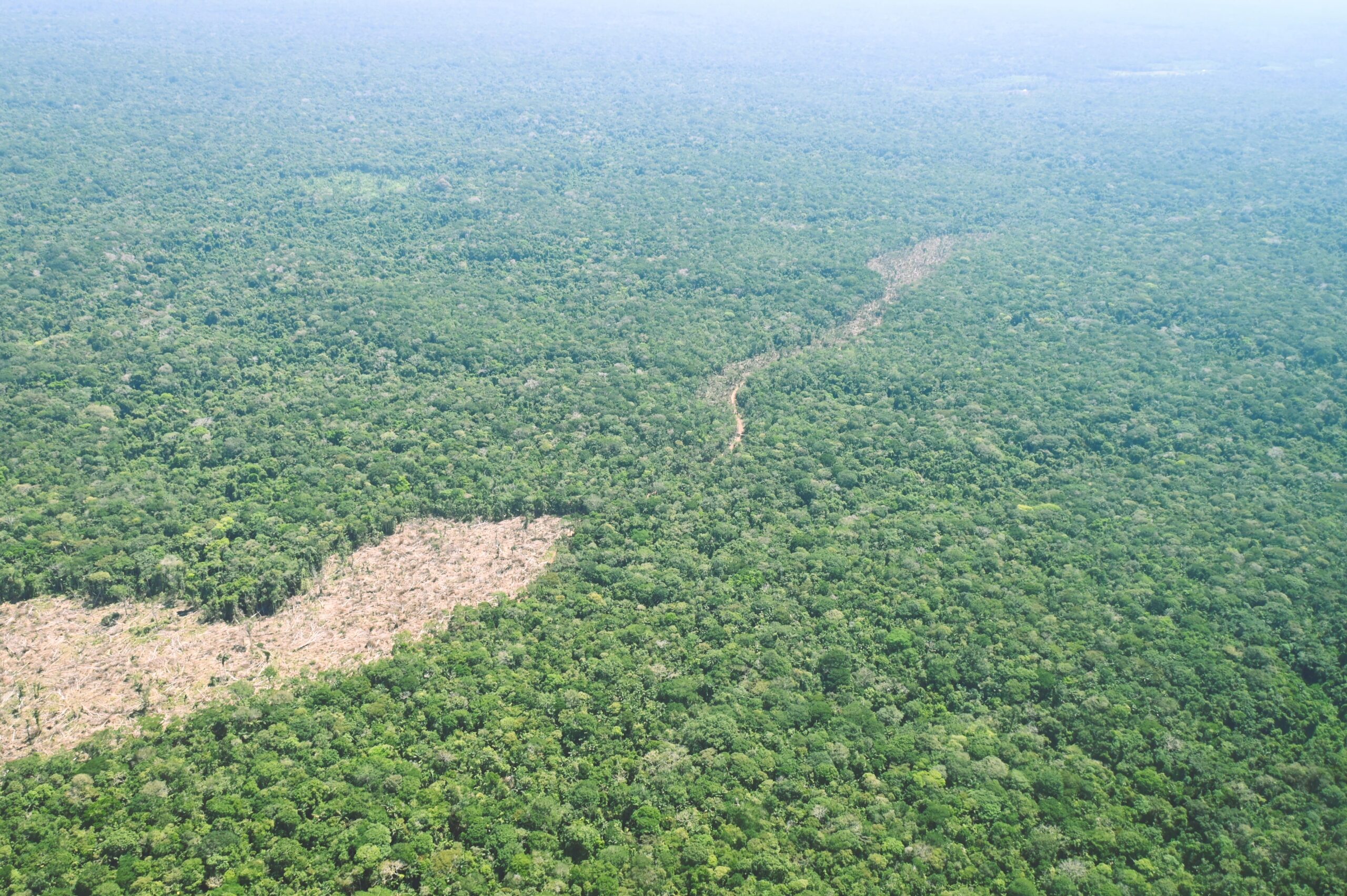 Imagen panorámica de deforestación