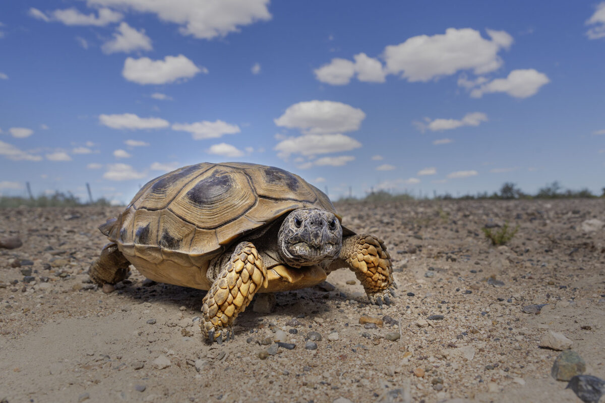 El hábitat de la tortuga terrestre argentina son territorios semiáridos planos o de escasa pendiente. Foto: cortesía Darío Podestá.